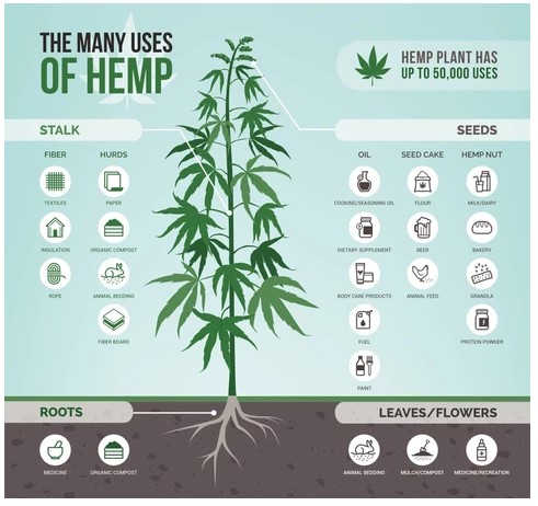 The Many Uses Of Hemp